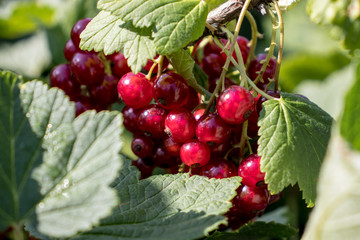 Bunch of currant
