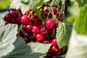 Bunch of currant