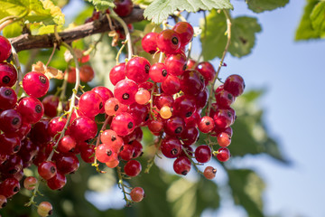 Bunch of currant