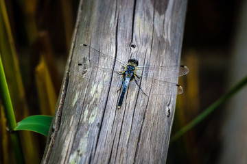 A dragonfly on wood in Kemeru National Park, Latvia.