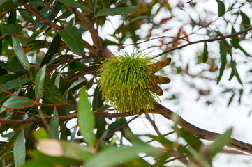Detail of the eucalyptus conferruminata tree.