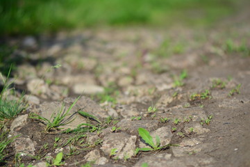 Green grass makes its way through the stones on a rural road. Conceptual close-up shot.