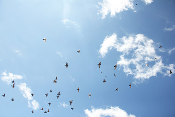 Bird fly on the sky