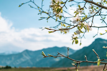 Blooming branches of the apple tree against the sky and mountains