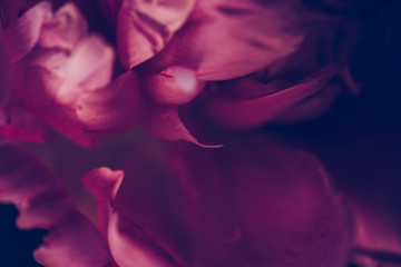 Closeup vintage image of beautiful dark pink peon. Floristic decoration photo. Floral background....