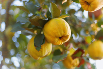 Fresh ripe quince fruits on branch