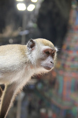 Monkey is a common name that may refer to groups or species of mammals