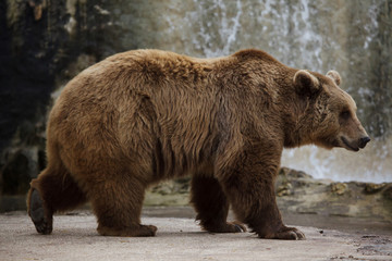 Brown bear (Ursus arctos).