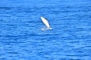 ドルフィンウォッチング