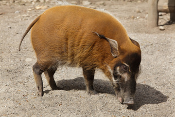 Red river hog (Potamochoerus porcus)