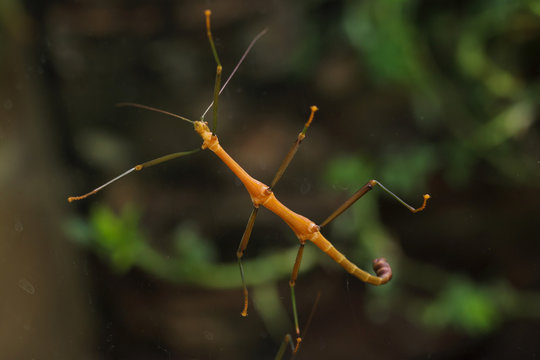 รูปภาพStick-Bug – เลือกดูภาพถ่ายสต็อก เวกเตอร์ และวิดีโอ243 | Adobe Stock