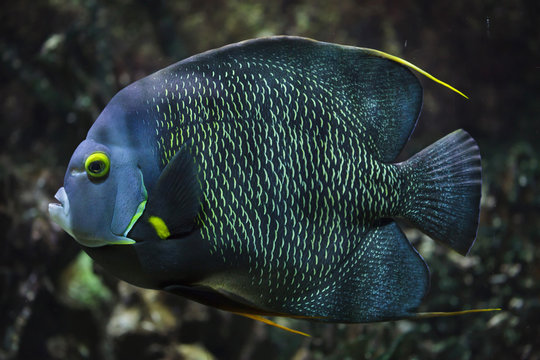 French angelfish (Pomacanthus paru).