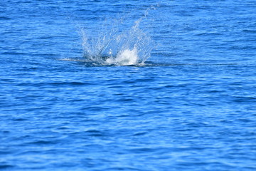 Fototapeta premium ドルフィンウォッチング