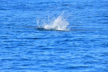 Fototapeta premium ドルフィンウォッチング