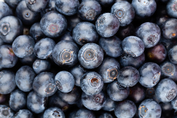 Fresh blueberry background. Texture blueberry berries close up.