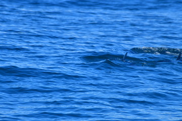 Fototapeta premium ドルフィンウォッチング