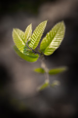 close up of green leaves / leaf in light in blurred dark brown background, design D