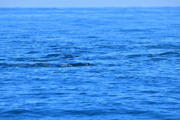 Obraz premium ドルフィンウォッチング
