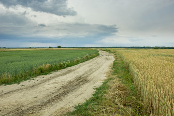Dirt road through fields with grain and dark clouds on the sky