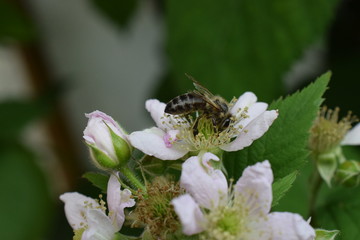 Biene auf Futtersuche an Blüten einer Brombeer-Staude