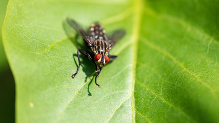 Portrait of a fly on a green leaf in the park