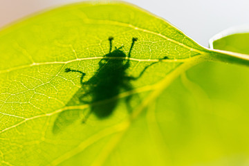 Shadow of a fly on a green leaf in the park