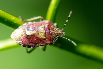 The bug on the plant in the park