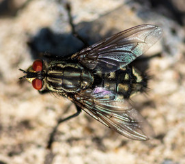 Portrait of a fly on the ground