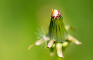 Dandelion grows in the park