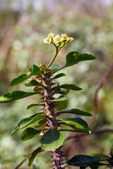 Obraz premium Spiny twig with flowers of Euphorbia on photo. An oblique image of a twig diagonally across the image.Euphorbia croizatii, species of plant in the Euphorbiaceae.