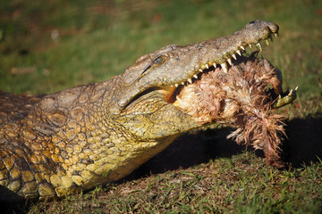 The Nile crocodile (Crocodylus niloticus), portrait of a great Nile crocodile in grass , with prey in jaws.