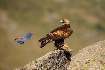 The golden eagle (Aquila chrysaetos) sitting on the rock. Male golden eagle Golden eagle is harassed by azure-winged magpie (Cyanopica cyanus) in the Spanish mountains with prey.