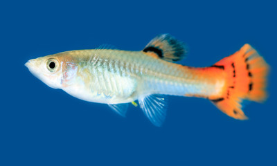 Little aquarium fish on blue background