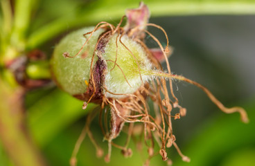 Small peach on a tree branch in spring