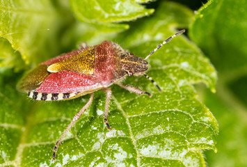 The bug on the plant in the park
