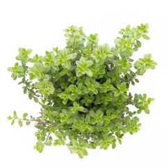Fresh green spices isolated on white background, top view.