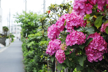紫陽花と道路