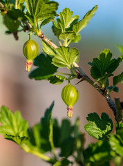 Small green gooseberries on a branch