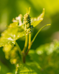 Green flowers of grapes on a branch in spring