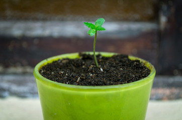 Baby marijuana plant