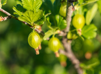 Small green gooseberries on a branch