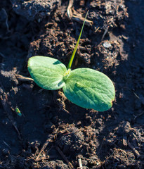 A small plant in the ground in spring