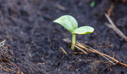 A small plant in the ground in spring