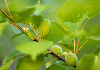 Small green apricot on a tree branch