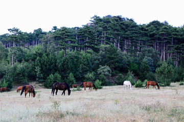 A herd of horses grazes in a valley with a green hill and mountains in the background. Crimean landscapes.