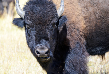 Bison in Yellowstone National Park, USA