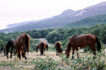 Fototapeta na wymiar A herd of horses grazes in a valley with a green hill and mountains in the background. Crimean landscapes.