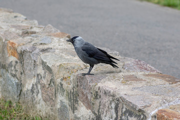 Western jackday common european dark bird, single animal on stone wall