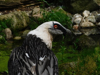 Bartgeier