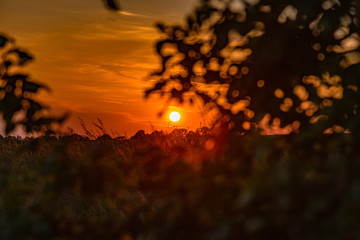 Sonnenuntergang am Waldrand